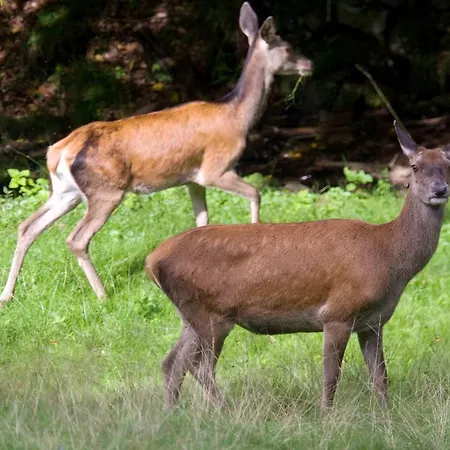 Hotel Nashira Kurpark Bad Herrenalb