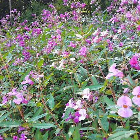 Hotel Nashira Kurpark 4*