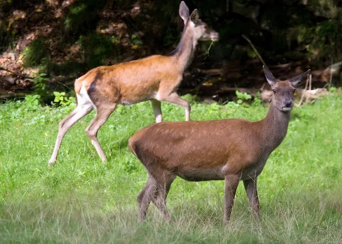 Hotel Nashira Kurpark Bad Herrenalb