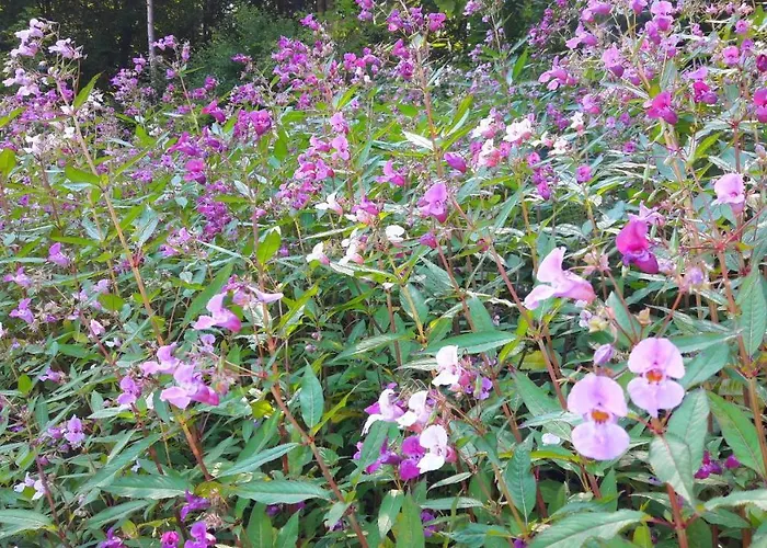 Hotel Nashira Kurpark 4*